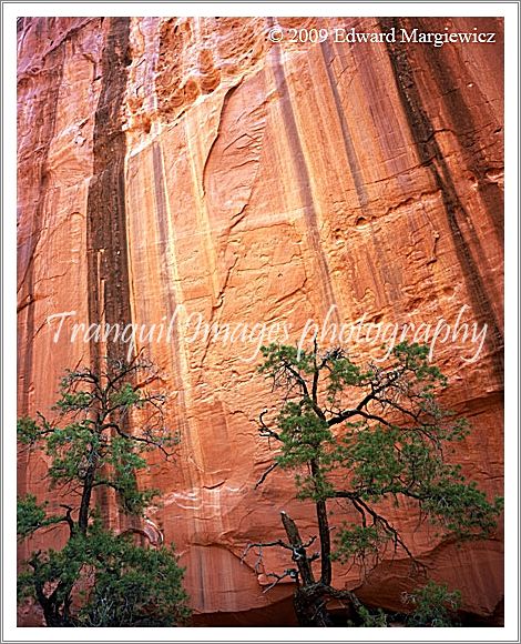 450633   Twin Pinon Trees Against Streak Walls in Long Canyon